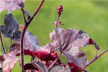 …